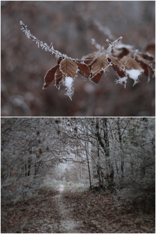 Winterbäume im Rabengrund in Wiesbaden - #fotoprojekt17 -diephotographin